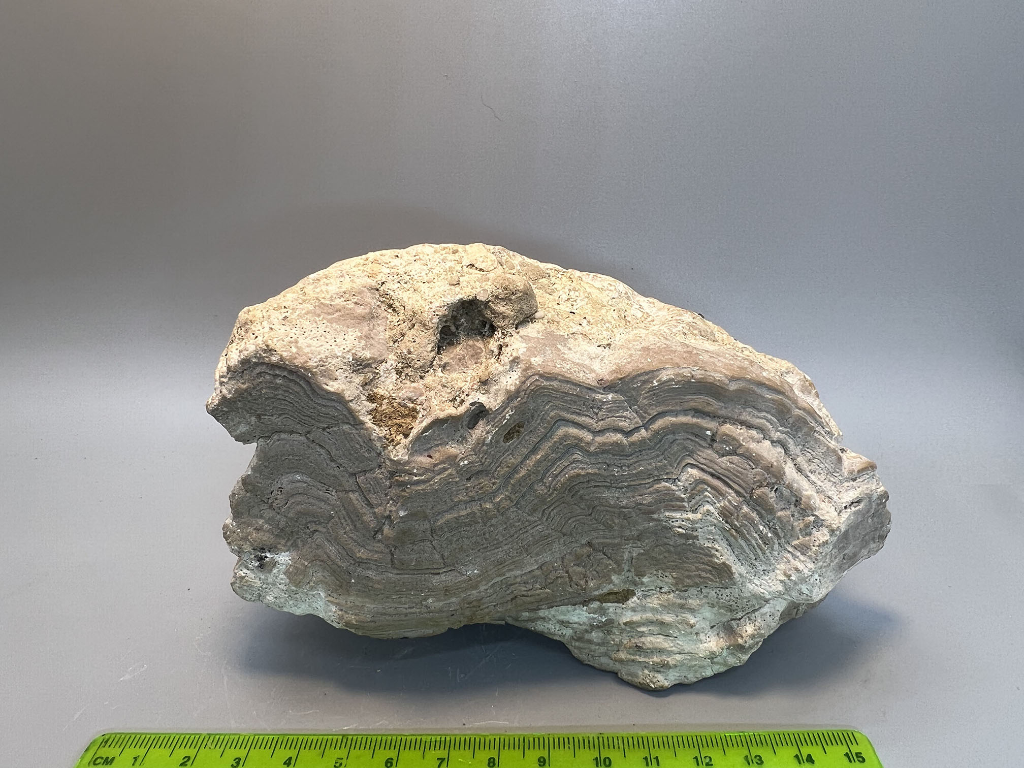 Limestone stromatolite